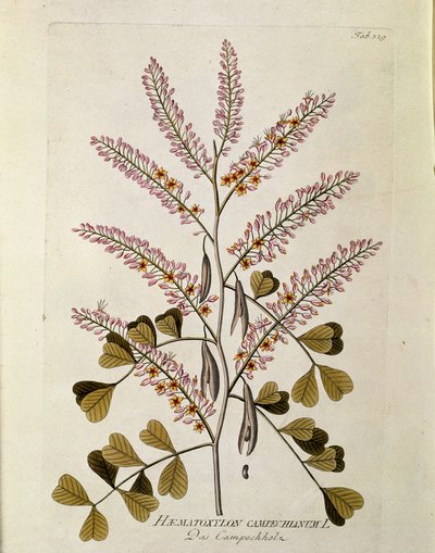 Botanisch: 