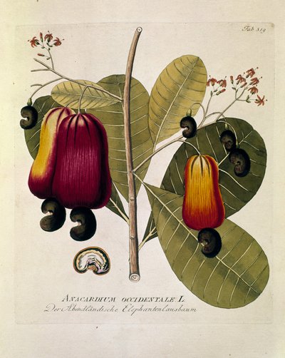 Botanisch: Cashewnoten door Austrian School