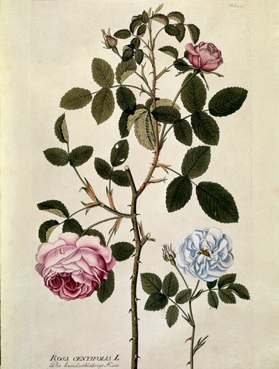 Botanisch: Roos met honderd bladeren (Rosa centifolia) Plaat getekend uit 