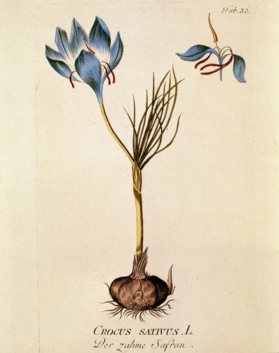 Botanisch: 