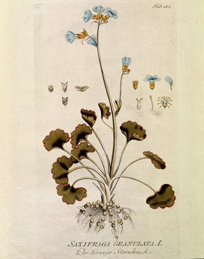 Botanisch: 