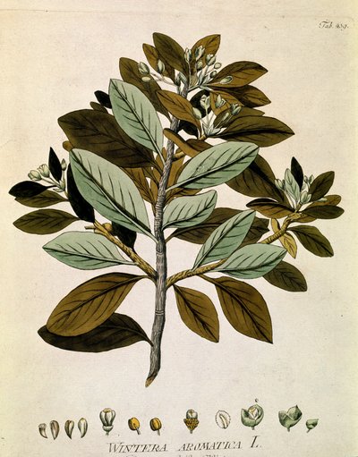 Botanisch: 