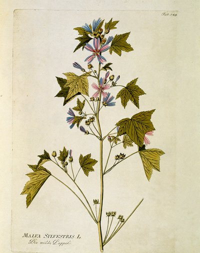 Botanisch: 