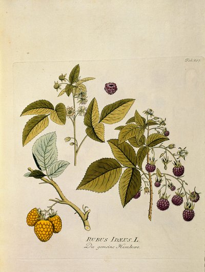 Botanisch: 