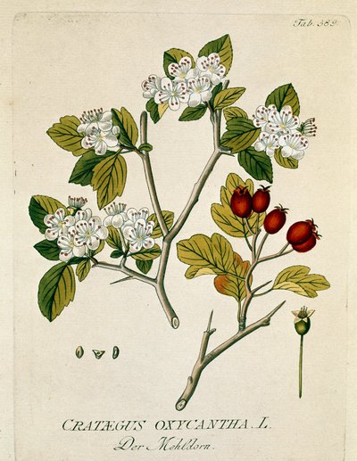 Botanisch: 