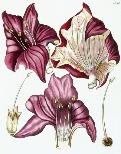 Figuur 18, uit "Collectanea ad Botanicam, Chemiam, et Historiam Naturalem spectantia, cum figuris", 1786-1796 door Austrian School