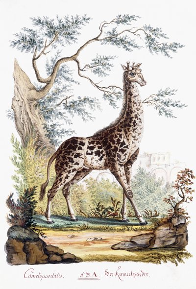 Giraffe, 1794 door Austrian School
