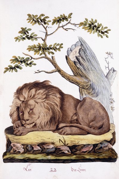 Leeuw, 1794 door Austrian School