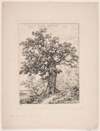 De eik van Niels Ebbesen. Gyllingnæs bos door Axel Schovelin