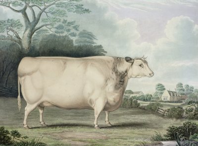 De Habertoft Korthoornige Prijs Koe, gegraveerd door C. Hunt, 1842 door B. Hubbard