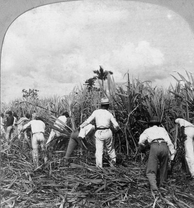 Suikerriet oogsten, Rio Pedro, Puerto Rico door B. L. Singley