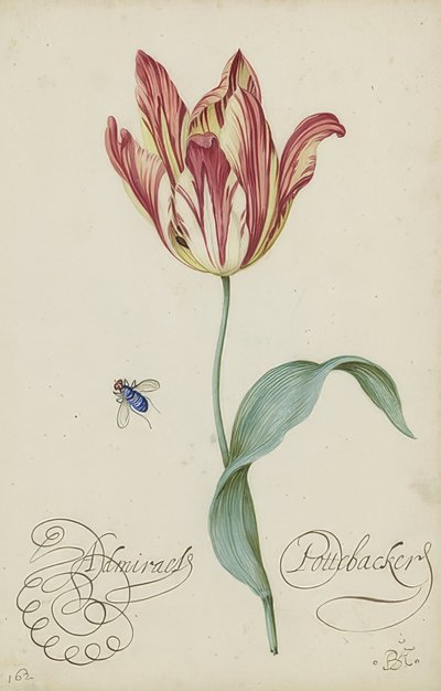 Studie van een tulp en een vlieg door Balthasar van der Ast