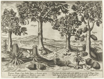 Fruitbomen en -struiken uit Oost-Indië door Baptista van Doetechum
