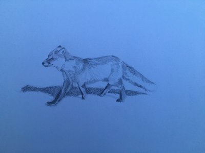 Vos, 2018 door Barbara Hoogeweegen
