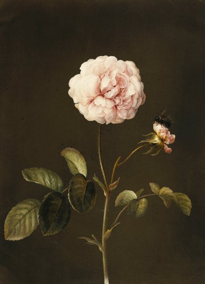 Een Gallica-roos met een hommel door Barbara Regina Dietzsch