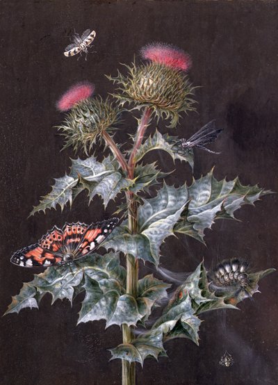 Een Studie van een Distel met Insecten door Barbara Regina Dietzsch