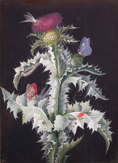 Een Studie van een Distel met Insecten door Barbara Regina Dietzsch