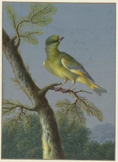 Groenling Vier gouaches van vogels (series title) door Barbara Regina Dietzsch