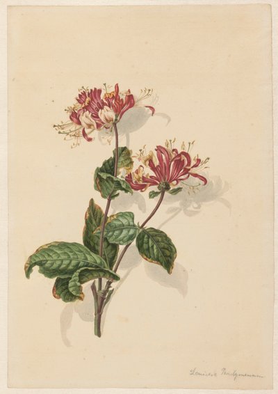 Tak wilde kamperfoelie (Lonicera periclymenum) door Barend Hendrik Thier