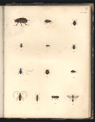 Kevers en wespen, Pl.XXII, illustratie uit 