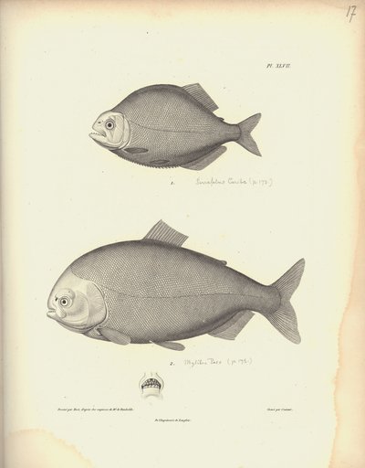 Characidae, Pl. XLVII, staal gegraveerd door Coutant naar een gravure van Nicola Huet, illustratie uit 