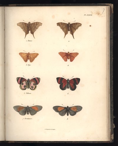 Lepidoptera, Pl. XXXVII, illustratie uit 