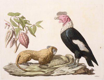 Leeuw, aap en condor, inheems in Chili of Ecuador, uit 