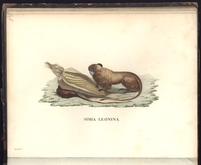 Simia leonina, Pl.V, illustratie uit Beobachtungen aus der Zoologie und Vergleichenden Anatomie door Baron Friedrich Alexander von Humboldt