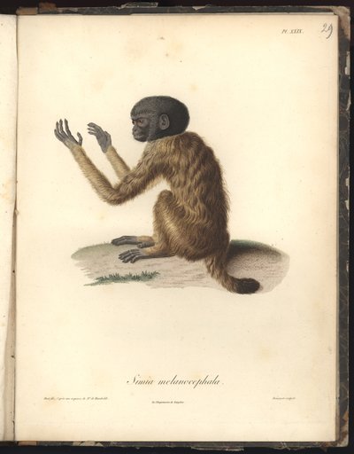 Simia melanocephala, Pl. XXIX, staal gegraveerd door Louis Bouquet (1765-1814) naar een gravure van Nicola Huet (1770-1827), illustratie uit Recueil d