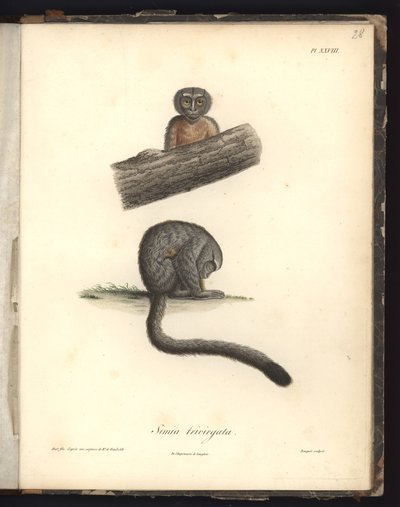 Simia trivirgata, Pl.XXVIII, staal gegraveerd door Louis Bouquet na een gravure van Nicola Huet, illustratie uit 