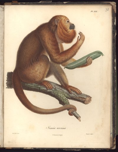 Simia ursina, Pl.XXX, illustratie uit Recueil d