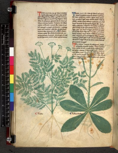 Egerton 747 f.101v Tractatus de Herbis, c.1280-1310 door Bartholomaei Mini de Senis