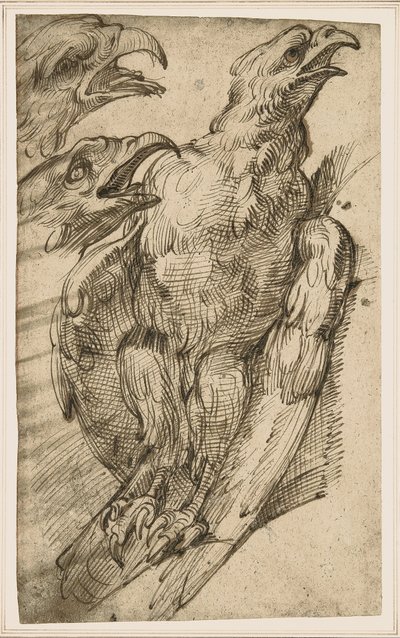 Studie van een adelaar door Bartolomeo Passarotti