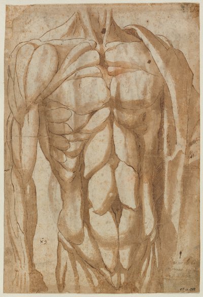 Studie van een Gevild Torso (verso) door Bartolommeo da Arezzo