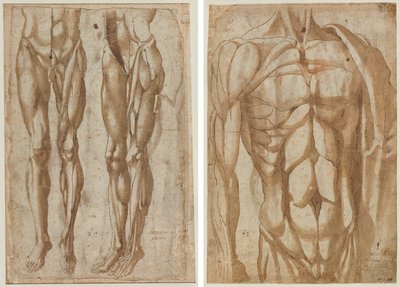 Twee Studies van een Gevild Man (recto) Studie van een Gevild Torso (verso) door Bartolommeo da Arezzo