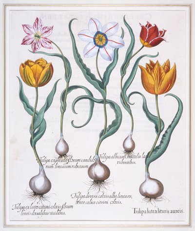 Tulipa Lutea Lituris Aureis, Gebroken gele sylvestris-type tulp, 1613 door Basil Besler