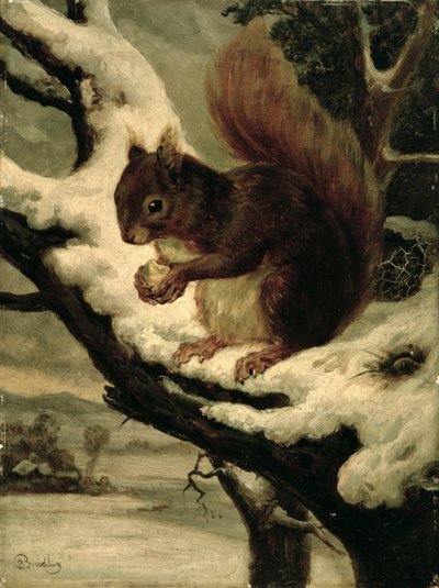 Een rode eekhoorn die een noot eet door Basil Bradley