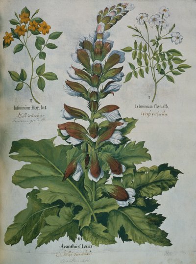 Een Blad uit Besler