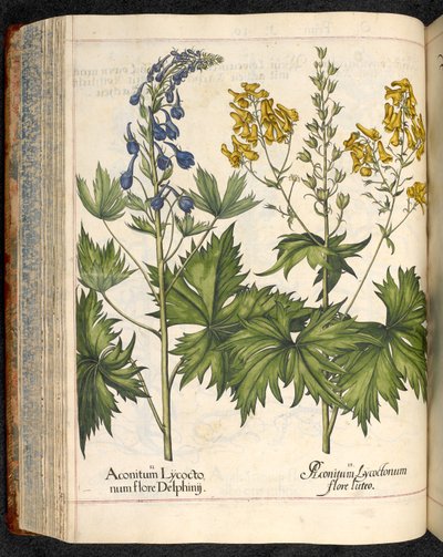 Aconitum lycoctonum (Wolfskruid) uit Hortus Eystettensis, Basilius Besler door Basilius Besler
