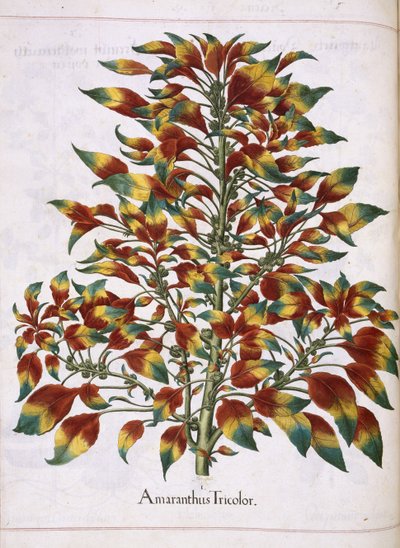 Amaranthus Tricolor, uit 