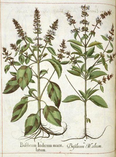 Basilicum, uit 