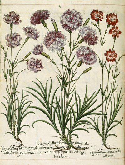 Caryophyllus, uit 