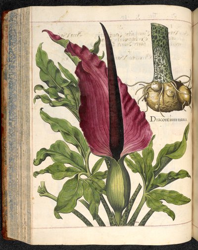 Dracontium Maius, uit Hortus Eystettensis, door Basilius Besler door Basilius Besler