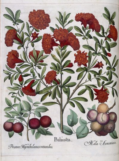Fruit, uit 