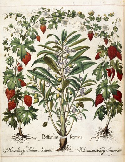 Fruitplanten, uit 