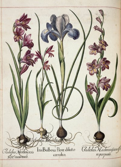 Gladiolus en iris, uit 
