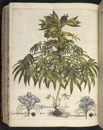 Helleborus (illustratie uit 