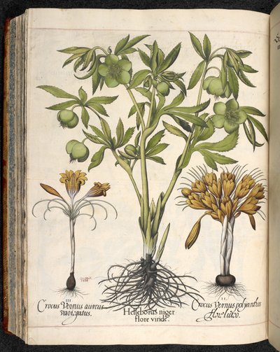 Helleborus niger, Crocus vernus, uit Hortus Eystettensis, door Basilius Besler door Basilius Besler