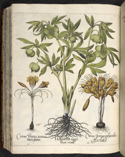 Helleborus niger (illustratie uit 