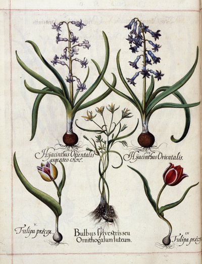 Hyacint en tulp, uit 